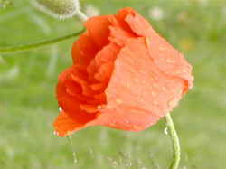 p002