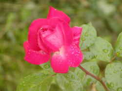 p005