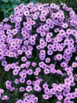 p010