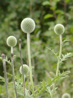 p019